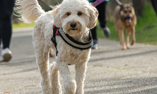 A fluffy, cream-colored goldendoodle wearing a harness walks happily on a leash down a paved path near the pet-friendly Solaris apartments in Kissimmee, Florida.